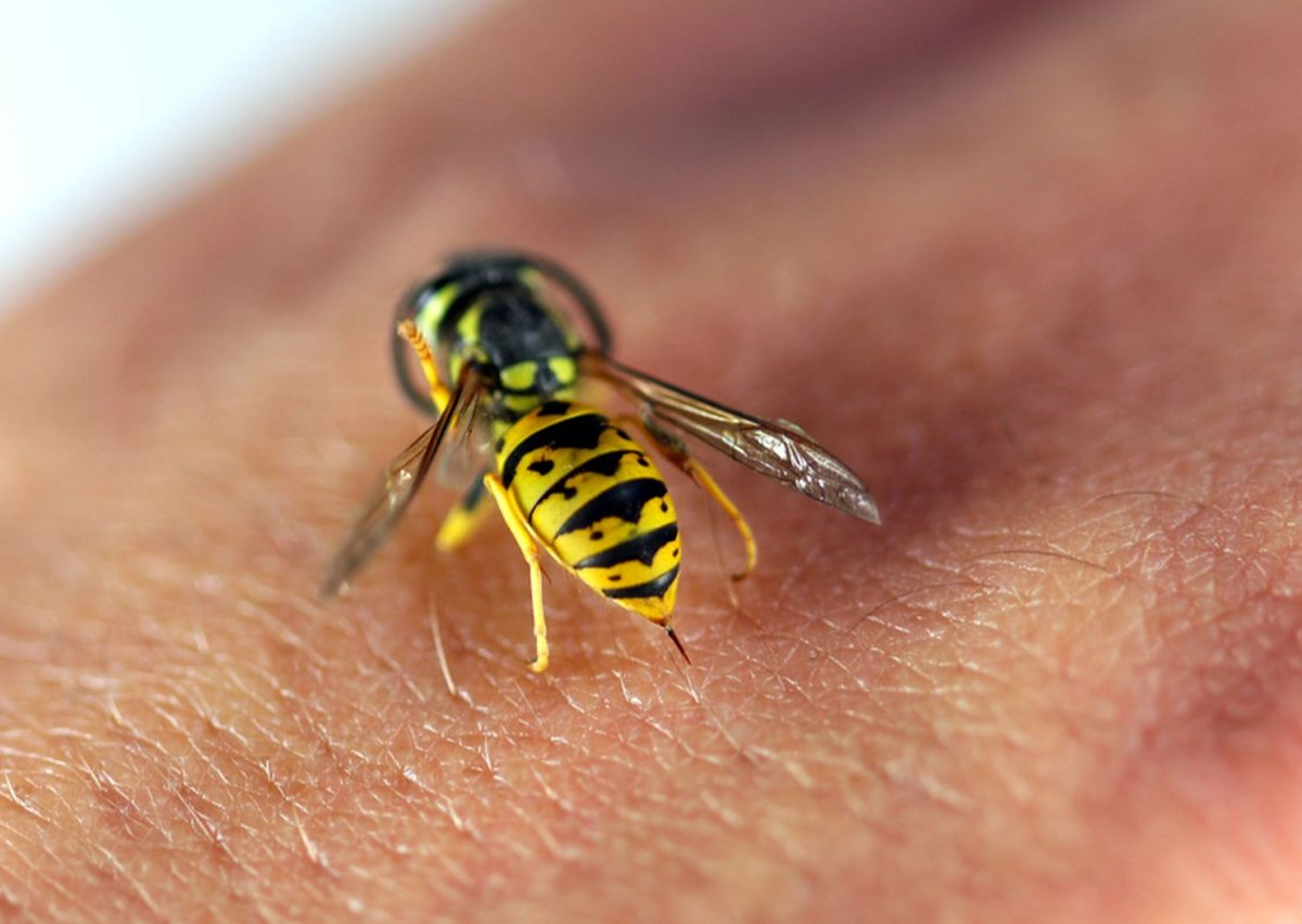 Жало, у насекомых. Какие отношения между крапивницей и пчелой